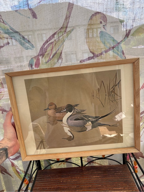 Other - 1957 J. Fenwick Lansdowne Pintail Ducks Framed Print